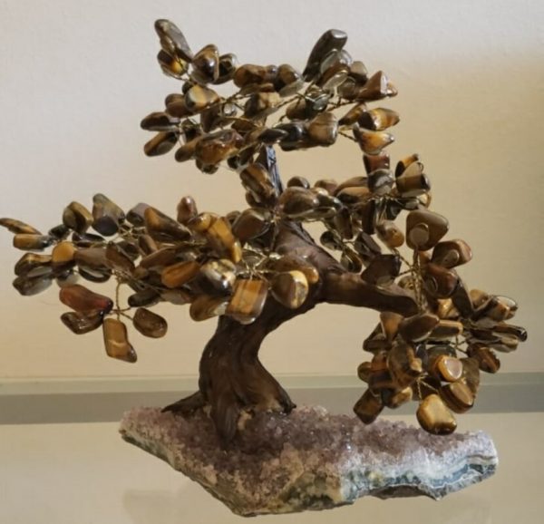 Árvore Bonsai Olho de Tigre - Image 2