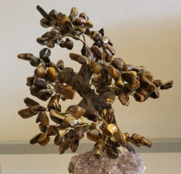 Árvore Bonsai Olho de Tigre - Image 3