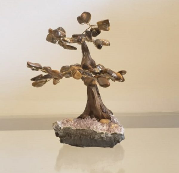 Árvore Bonsai Olho de Tigre M - Image 2