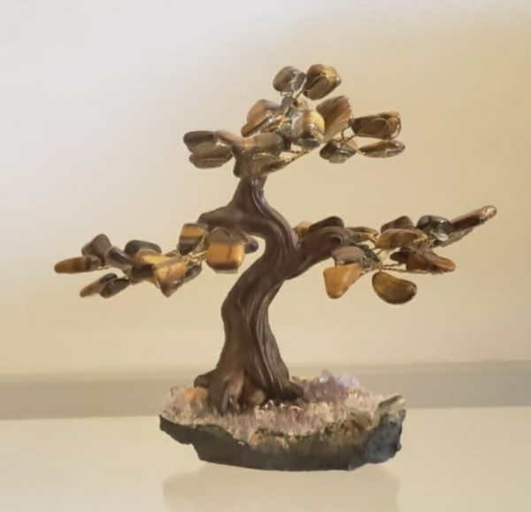 Árvore Bonsai Olho de Tigre M - Image 3