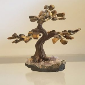 Árvore Bonsai Olho de Tigre M