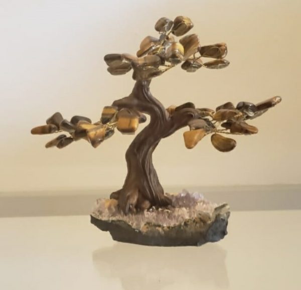 Árvore Bonsai Olho de Tigre M
