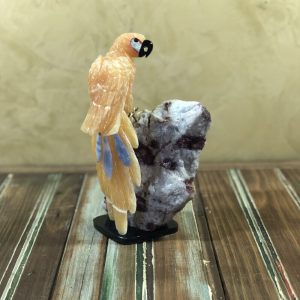Arara calcita mexicana laranja