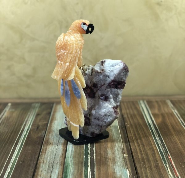 Arara calcita mexicana laranja