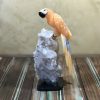 Arara calcita mexicana laranja
