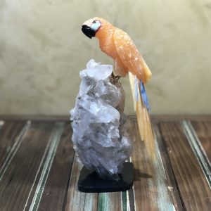 Arara calcita mexicana laranja