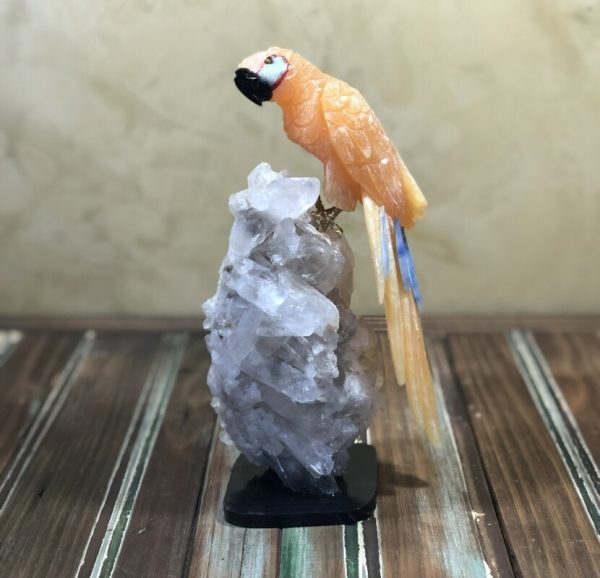 Arara calcita mexicana laranja