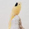 Arara de Calcita amarela