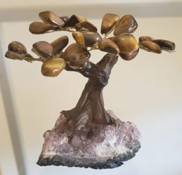 Árvore Bonsai Olho de Tigre P - Image 2
