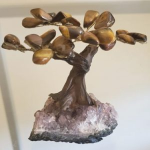 Árvore Bonsai Olho de Tigre P
