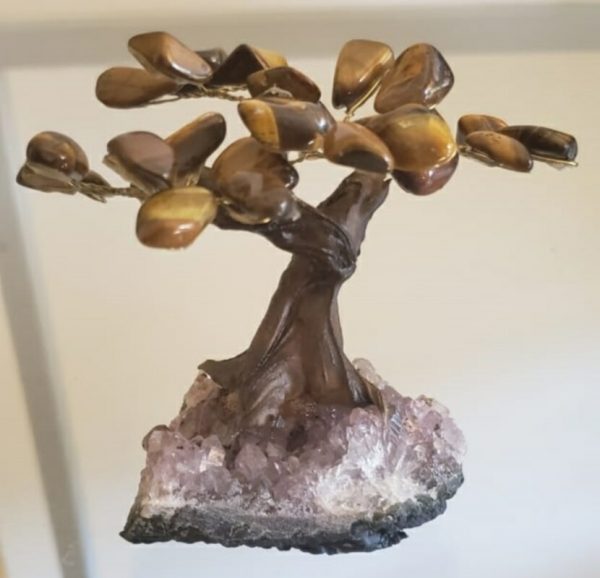 Árvore Bonsai Olho de Tigre P